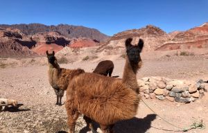 View All Photos for redspokes' North Argentina Cycling Holiday Tour